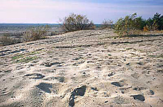 Błędowska-Wüste 